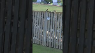 bird on fence #shorts