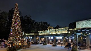 Disney's Animal Kingdom Xmas Tree of Life 2023 | Walt Disney World |