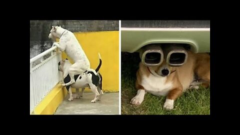 Try not to laugh🤣 Funny dogs videos compilation 2022