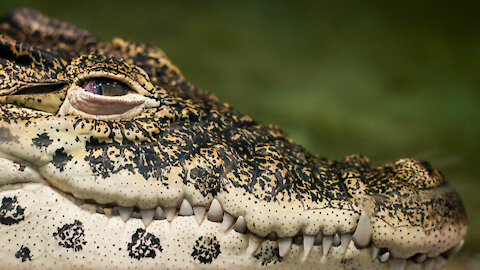 Terrifying Big Crocodile