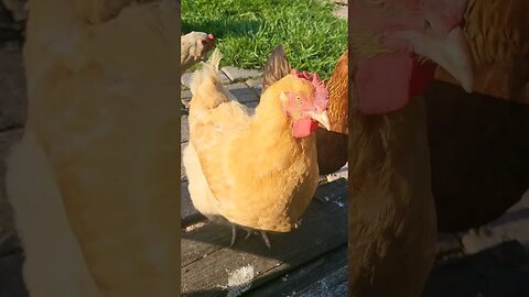 Spot The Heart Shaped Pupil #chickens #chickenshorts #chickenlife