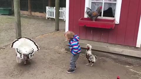 A Tot Boy Runs After A Turkey, While A Rooster Runs After Him