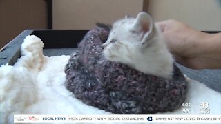 Pet of the week: kitten found in apartment attic