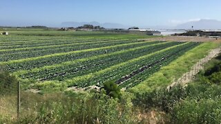 South Africa - Cape Town - Philippi Horticultural Area (PHA) (Video) (9nQ)