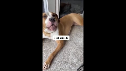 DOG IS TALKING😳 DOG Videos Compilation,🐕🐕_#shorts