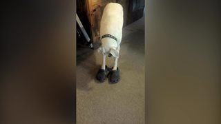 Funny Dog Likes To Wear Crocs