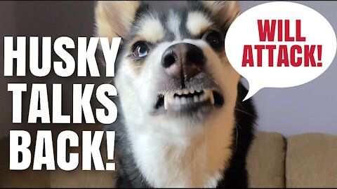 Husky ARGUES with me and tells me off!
