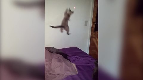 "Funny Cats Chase Laser Pointer Dot"