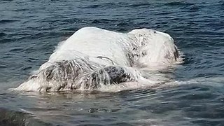 Mystery, Giant, Hairy "Blob Creature" Washes Up On Shore In The Phillipines