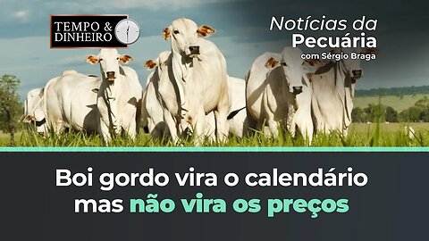 Boi gordo vira o calendário mas não tem virada de preços. BH com arroba abaixo dos R$200