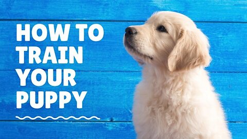 Best Dog Training.. Train your dog by this simple tricks.