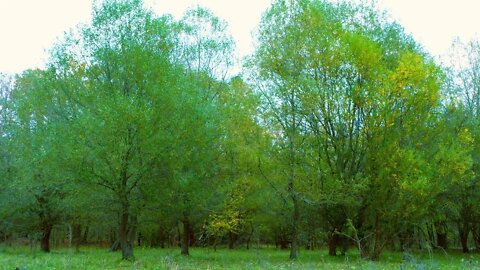 CHECHEN REPUBLIC NATURE IN THE FOREST III 🐦