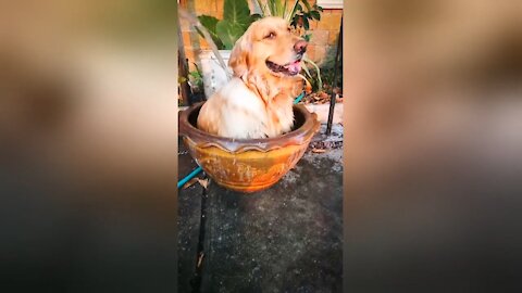 Golden retriever cools off inside clay basin in Thailand