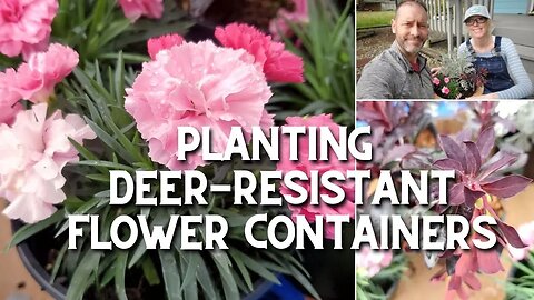 Planting Deer-resistant Flower Containers 🌿🦌