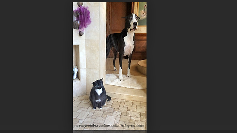 Great Dane Restlessly Waits For Cat To Finally Finish Showering