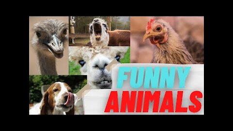 Funny Animals 2021 make you laugh