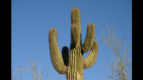 The Desert, from Little Songs Earth