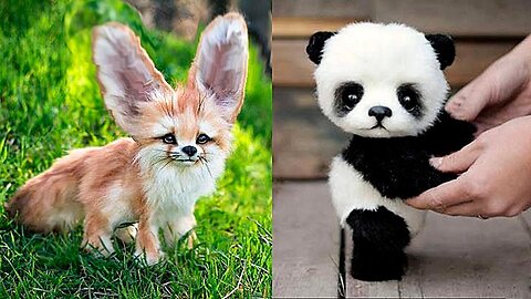 10 Cutest Baby Animals That Will Make You Go Aww