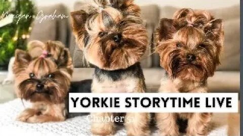 Yorkie Storytime Live | Chapter 51