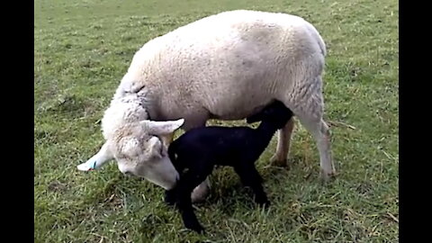 Just Born!! Wiltshire Lambs - Black and White Twins