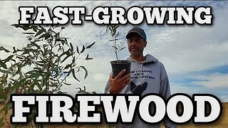 Two EASY Methods for Growing EUCALYPTUS TREES!