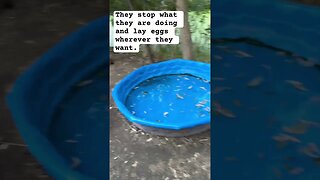 Ducks lay eggs ANYWHERE 🙄 #animals #vlog #homestead #shorts