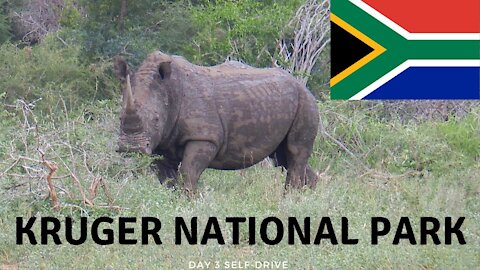 Animals and tips for visiting Kruger national park in South Africa