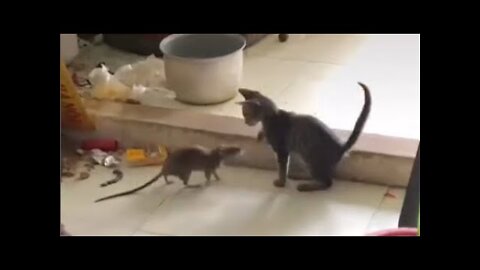 Cat vs Mouse & Rat. Funniest moments. Tom and Jerry real life.