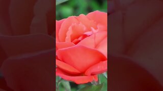 #rose