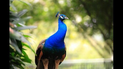 Beautiful peacock❤️ #peacock #shorts