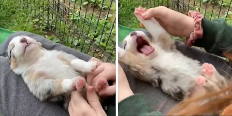 Napping Puppy Yawns and Stretches on Moms Lap