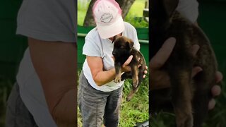 Lots of puppies #malinois #dutchshepherd #germanshepherd