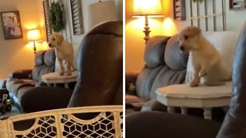 Labrador Puppy Falls Down in Adorably Funny Fashion