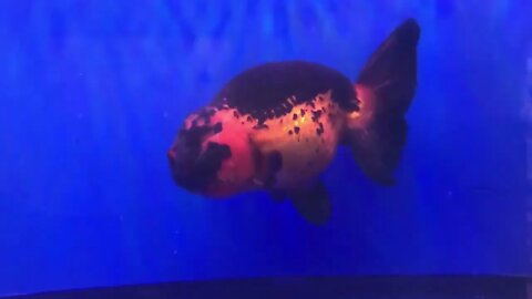 Cute Goldfish Ranchu57 4