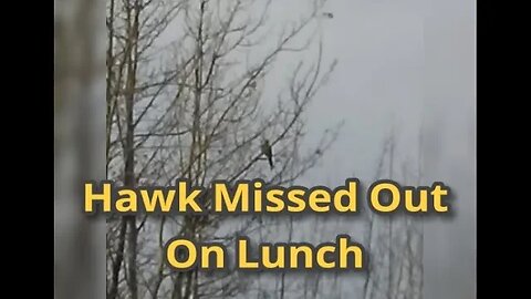Morning Musings # 695 - Hawk Misses Out On Lunch... Is It Just Nature Or Good And Evil?