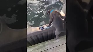 Dog Fell into the Pool #dogfunnyclips #funnyanimals