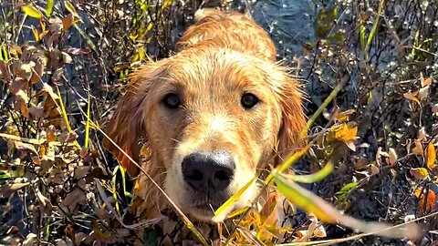 Golden Retriever Puppy Discovers Her Love For Cranberry Picking