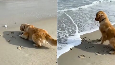 Dogs that are afraid of the waves when about to pick up the ball