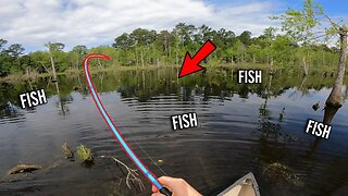 There Were So Many BASS in THIS Shallow Swamp!