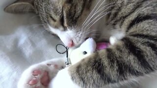 Adorable Little Cat Fell Asleep With Toy in His Arms