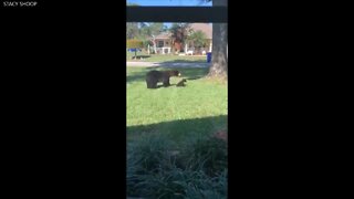 RAW VIDEO: Bear, 2 cubs spotted in Sebring