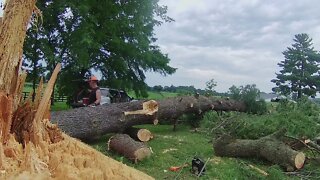 Leaning Eastern White Pine : PT3 "Bucking it Up"