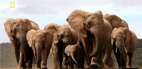 Life of Elephants [National Geographic Documentary HD