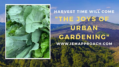 The joys of urban gardening: Harvest time will come