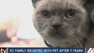 KC family reunited with cat seven years later