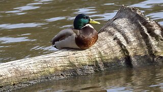 CatTV: Duck Leaving Log