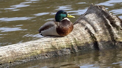 CatTV: Duck Leaving Log