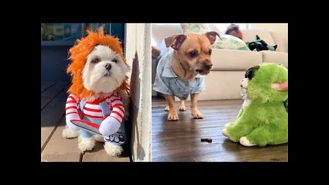 AWW SO FUNNY😂😂 Super Dogs And Cats Reaction Videos (Honest Audio) #52