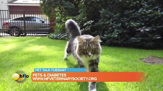 Pet Talk Tuesday – Pets and diabetes