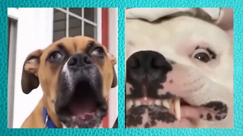 Dogs and their silly faces and crazy kittens.